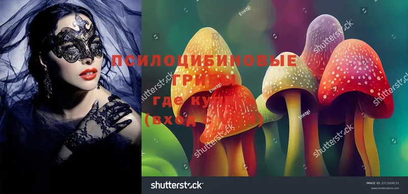 Псилоцибиновые грибы MAGIC MUSHROOMS  закладка  Ртищево 